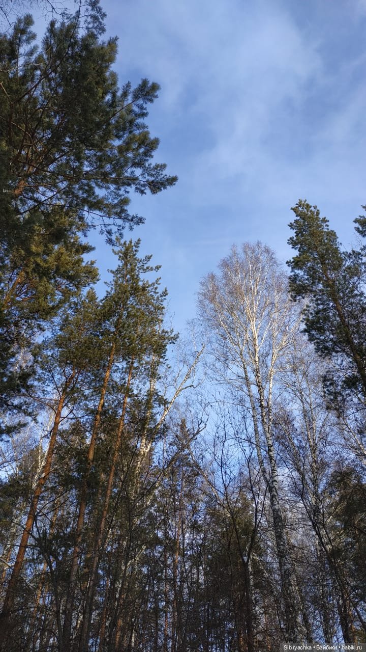 Сибирский лес в последний день года