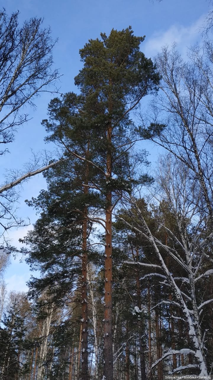 Сибирский лес в последний день года