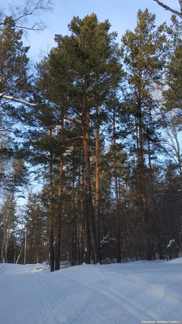 Сибирский лес в последний день года