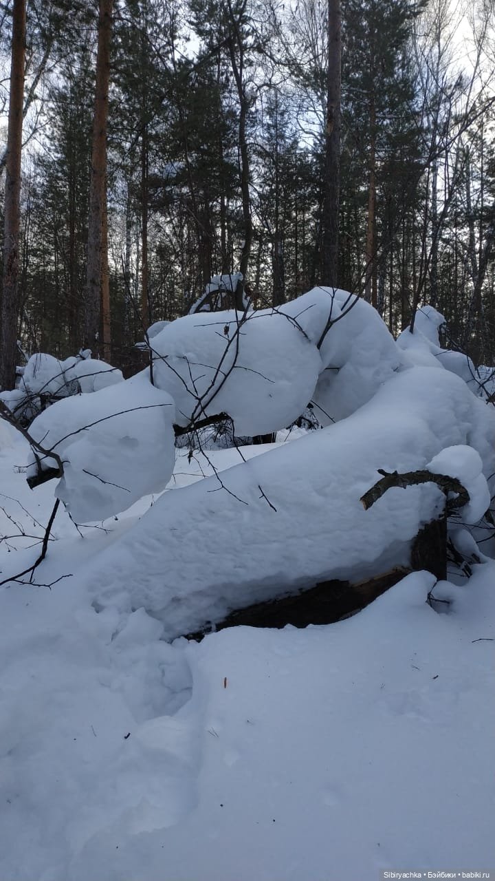 Сибирский лес в последний день года