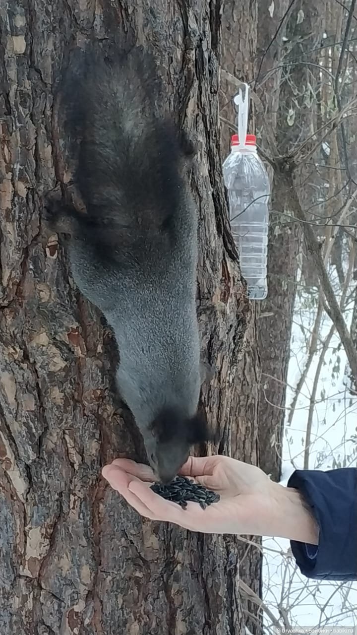 Сибирский лес в последний день года (фото 6)