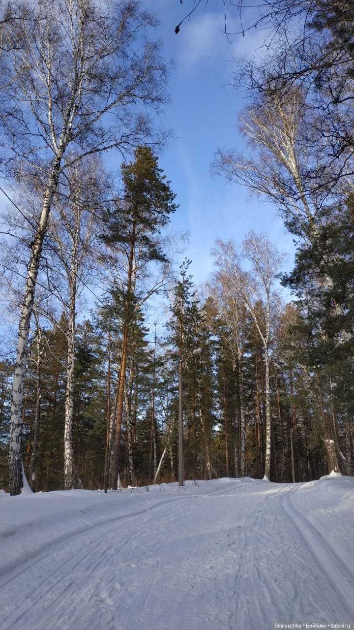 Сибирский лес в последний день года