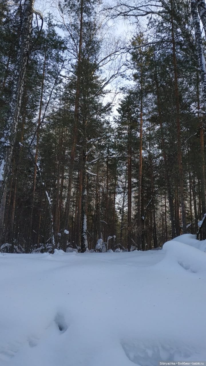 Сибирский лес в последний день года (фото 8)