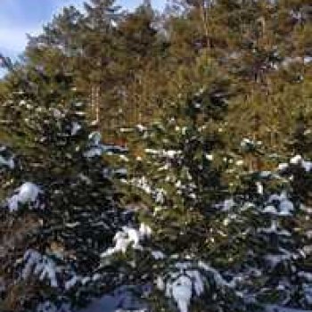 Сибирский лес в последний день года.