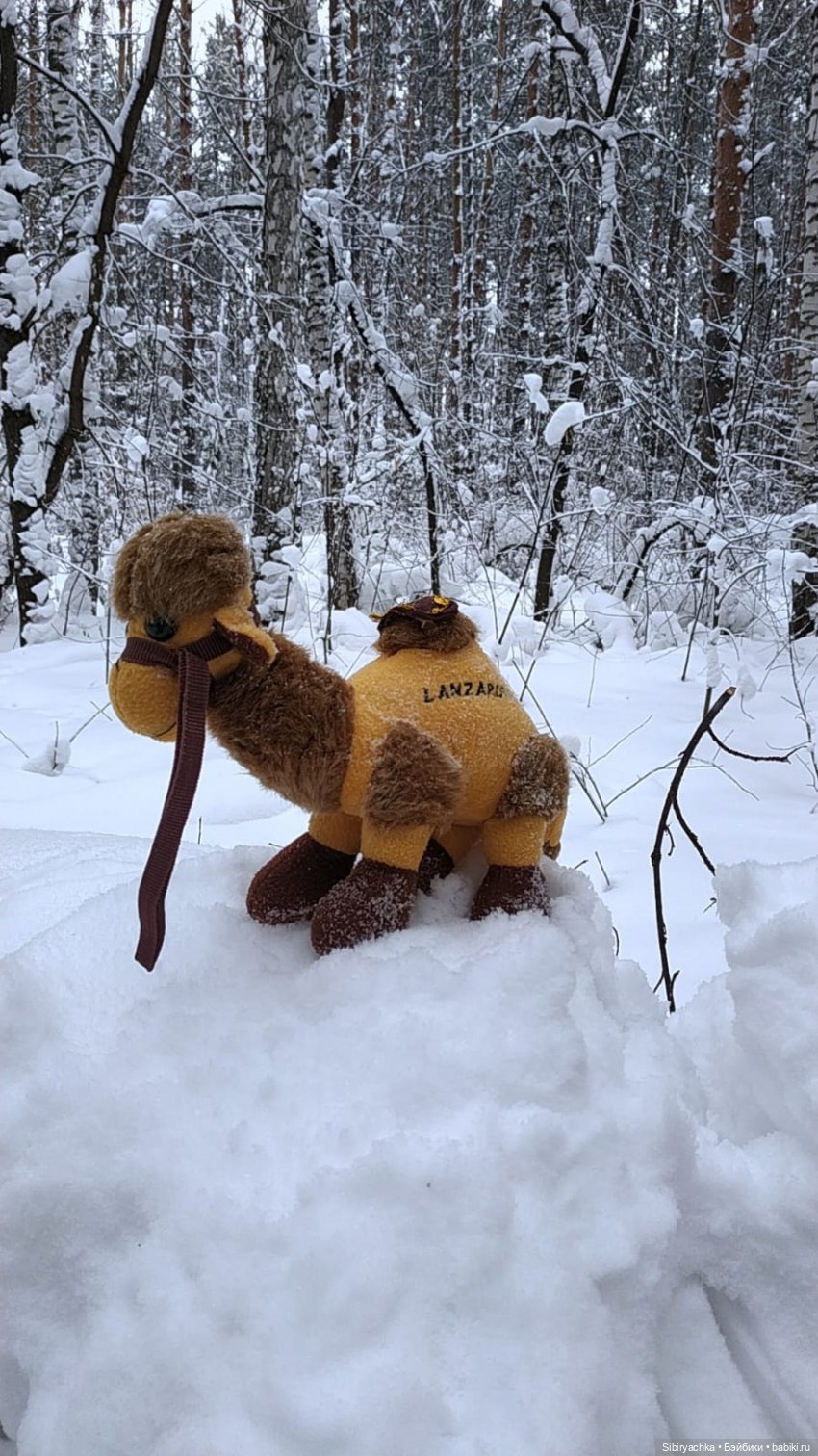 Неожиданная встреча в сибирском лесу (фото 3)