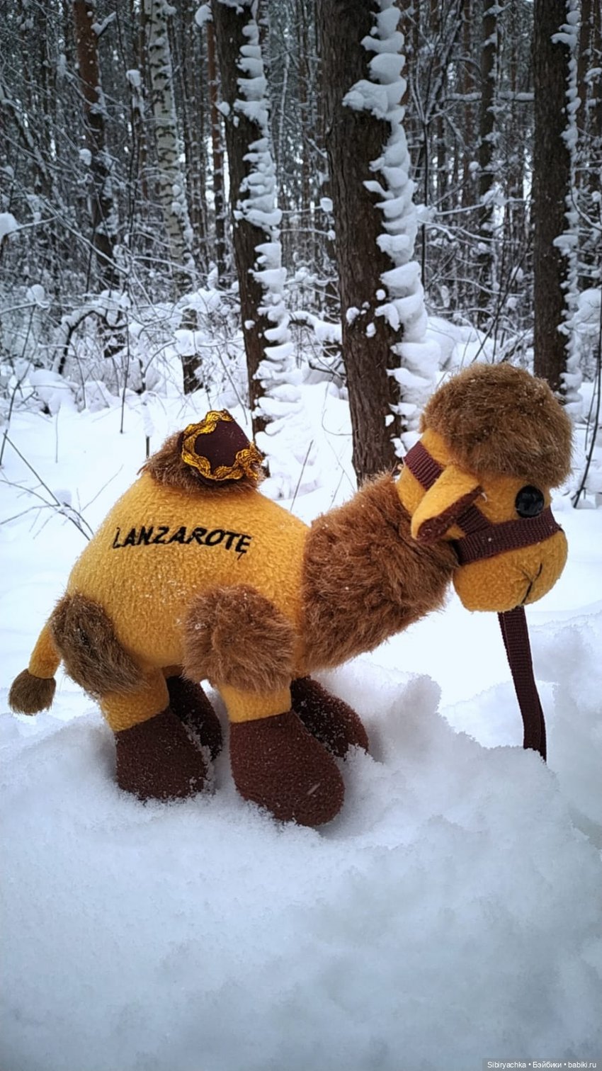 Неожиданная встреча в сибирском лесу