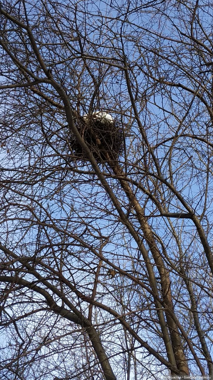 Прогулка Веты в сибирском лесу