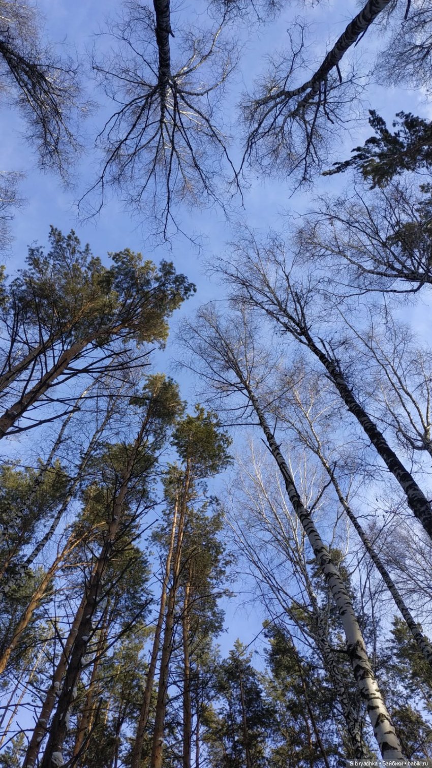 Прогулка Веты в сибирском лесу (фото 4)