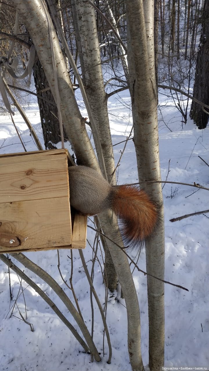 Прогулка Веты в сибирском лесу