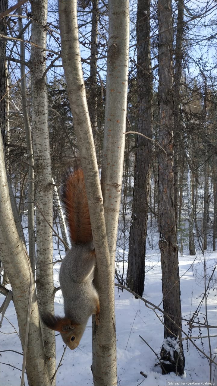 Прогулка Веты в сибирском лесу (фото 8)