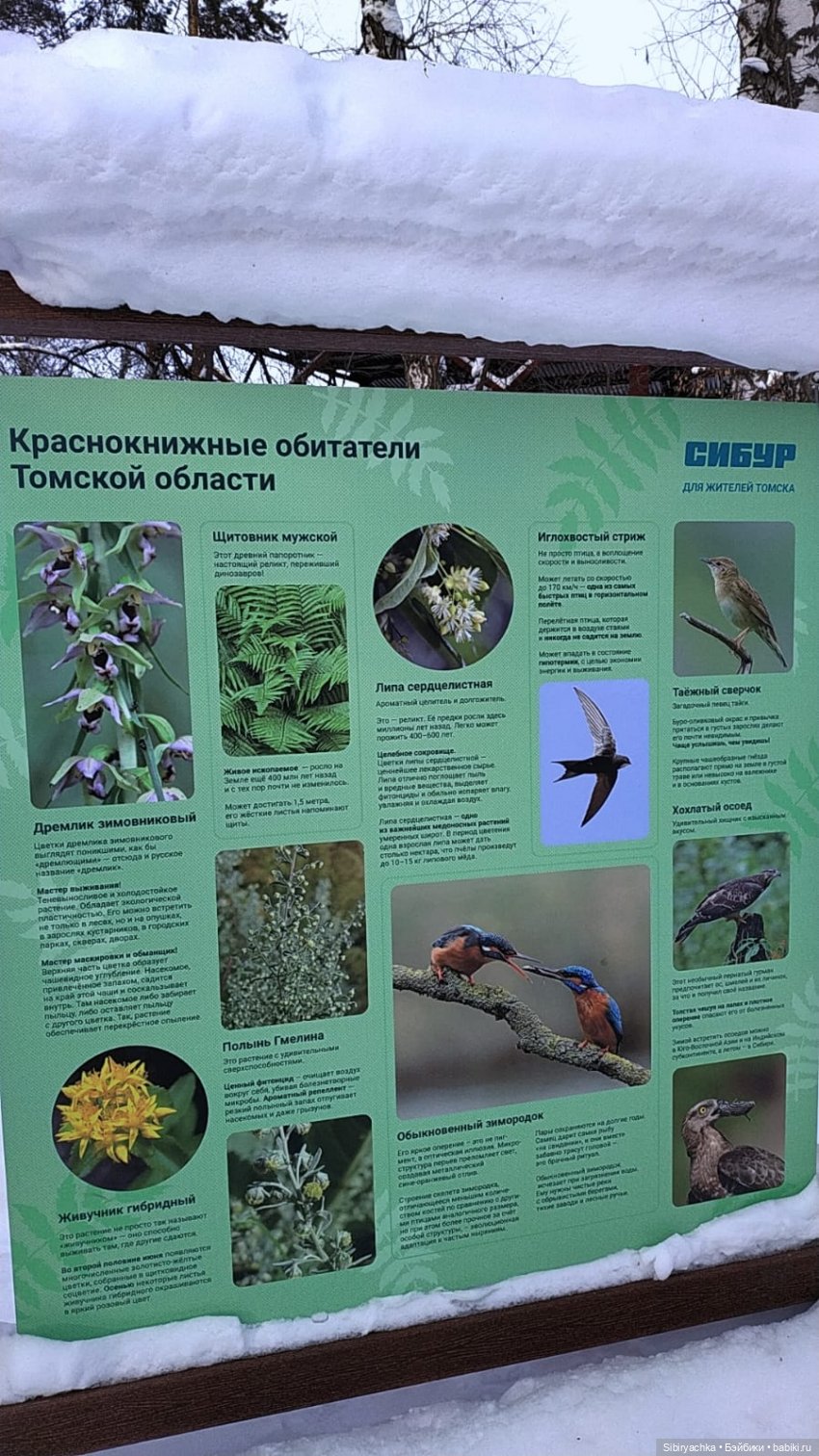 Прогулка Веты в сибирском лесу