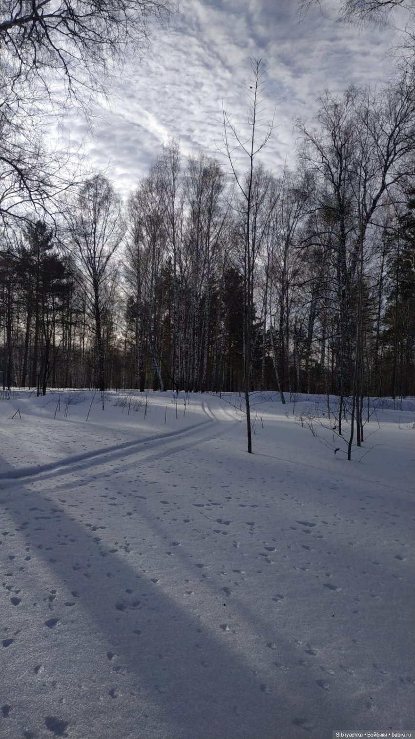 Прогулка Веты в сибирском лесу