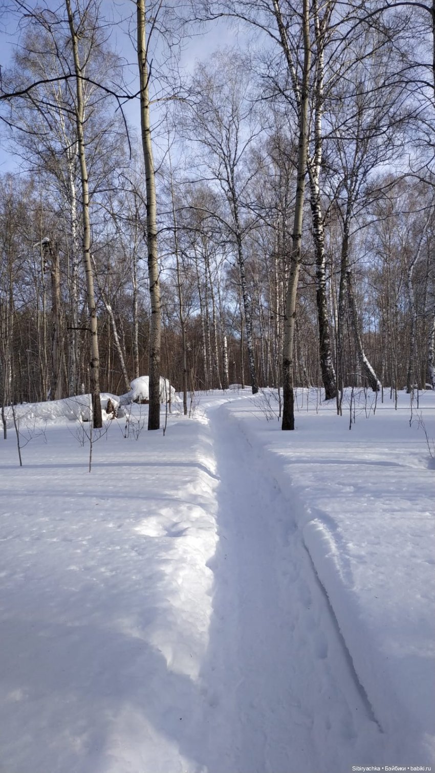 Прогулка Веты в сибирском лесу
