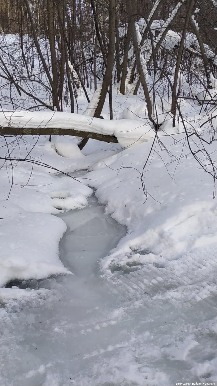 Прогулка Веты в сибирском лесу