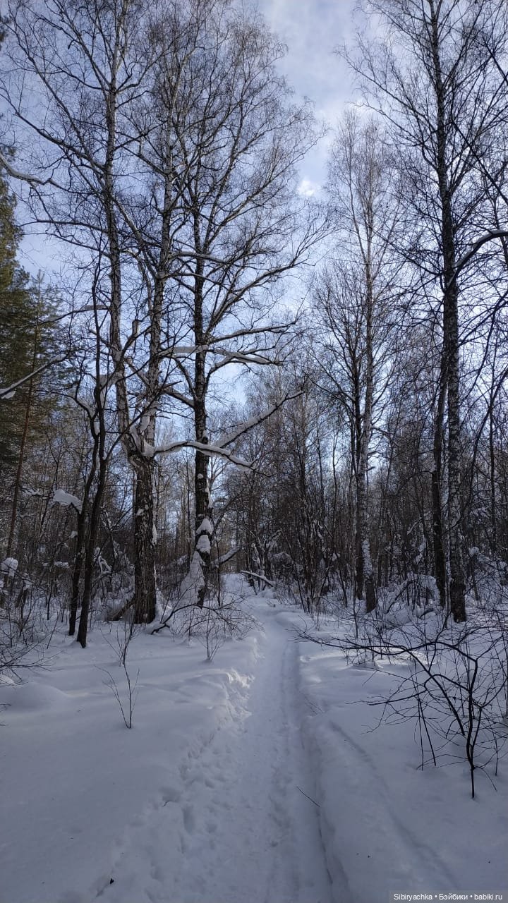 Прогулка Веты в сибирском лесу