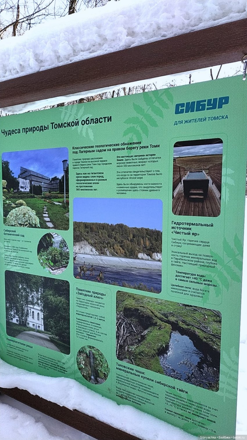 Прогулка Веты в сибирском лесу