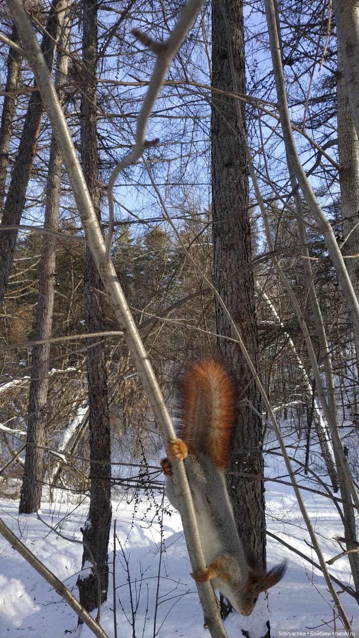 Прогулка Веты в сибирском лесу (фото 10)