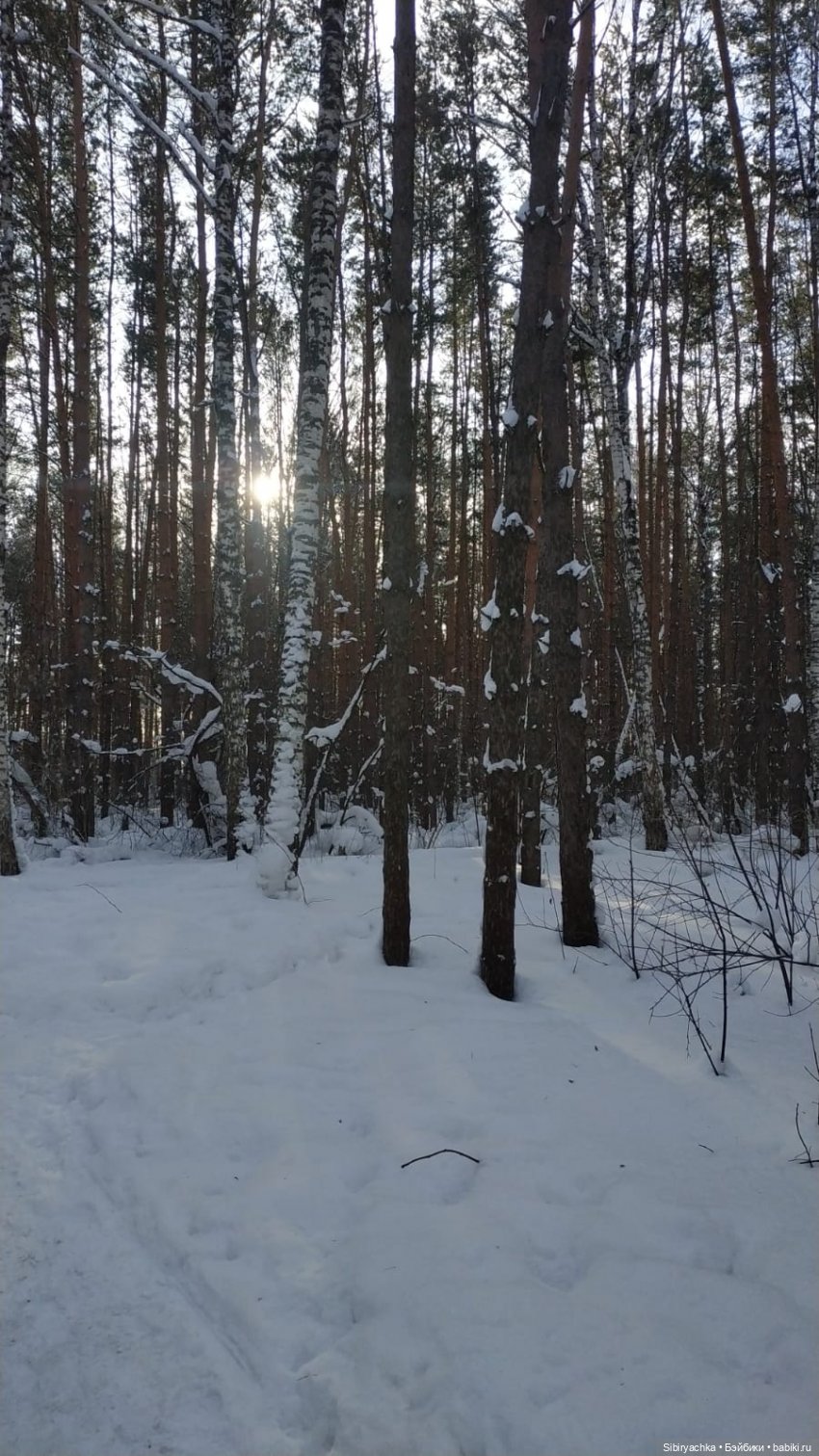 Прогулка Веты в сибирском лесу