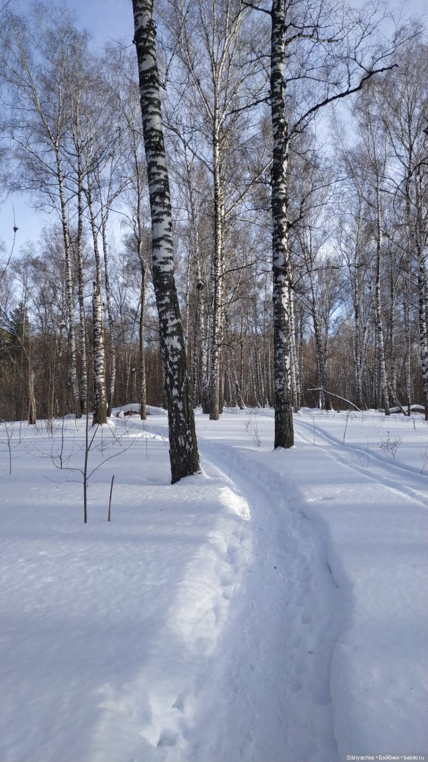 Прогулка Веты в сибирском лесу