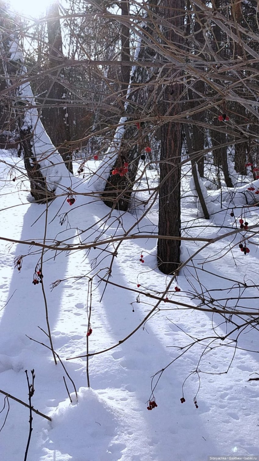 Прогулка Веты в сибирском лесу