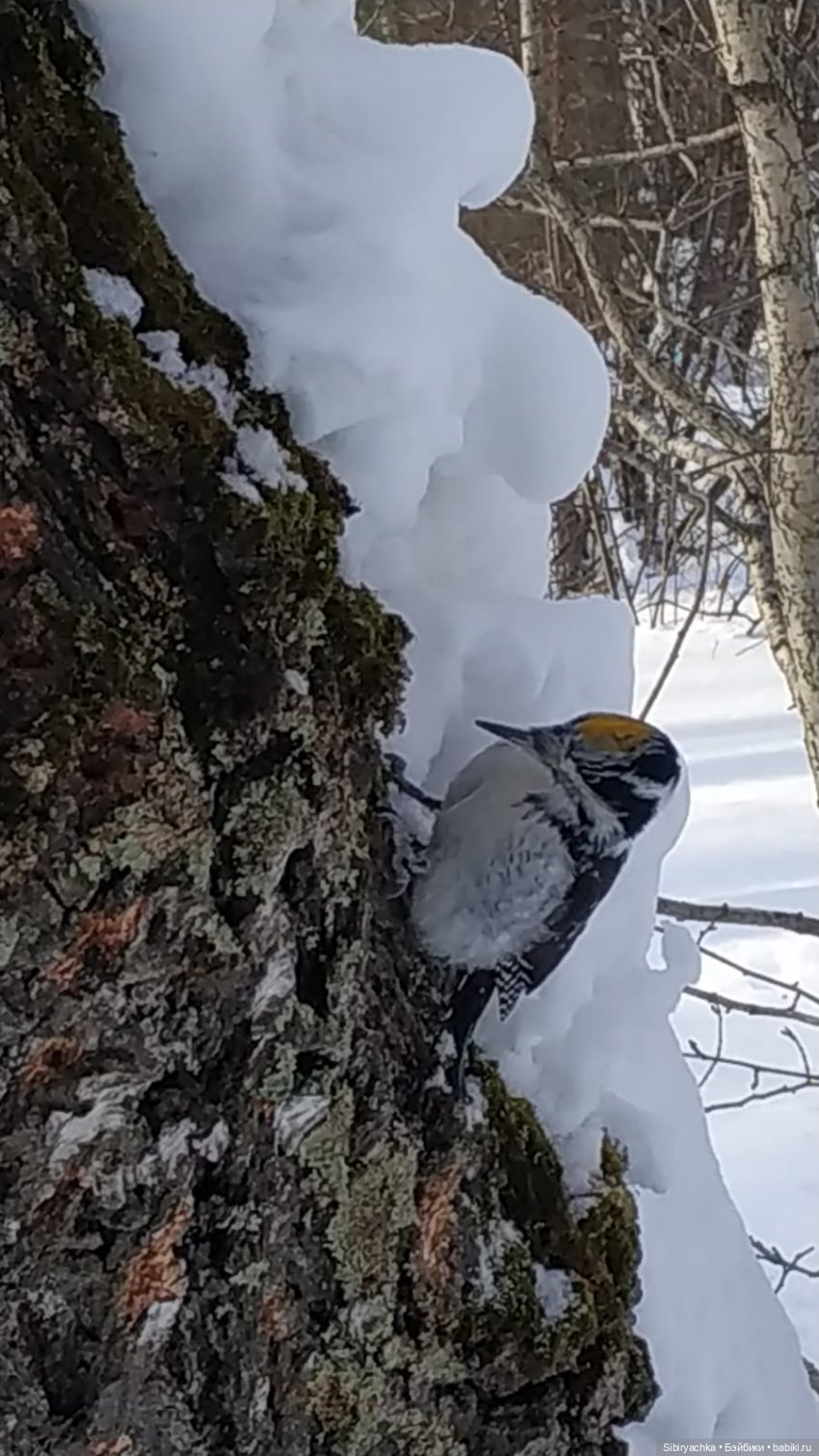 Прогулка Веты в сибирском лесу