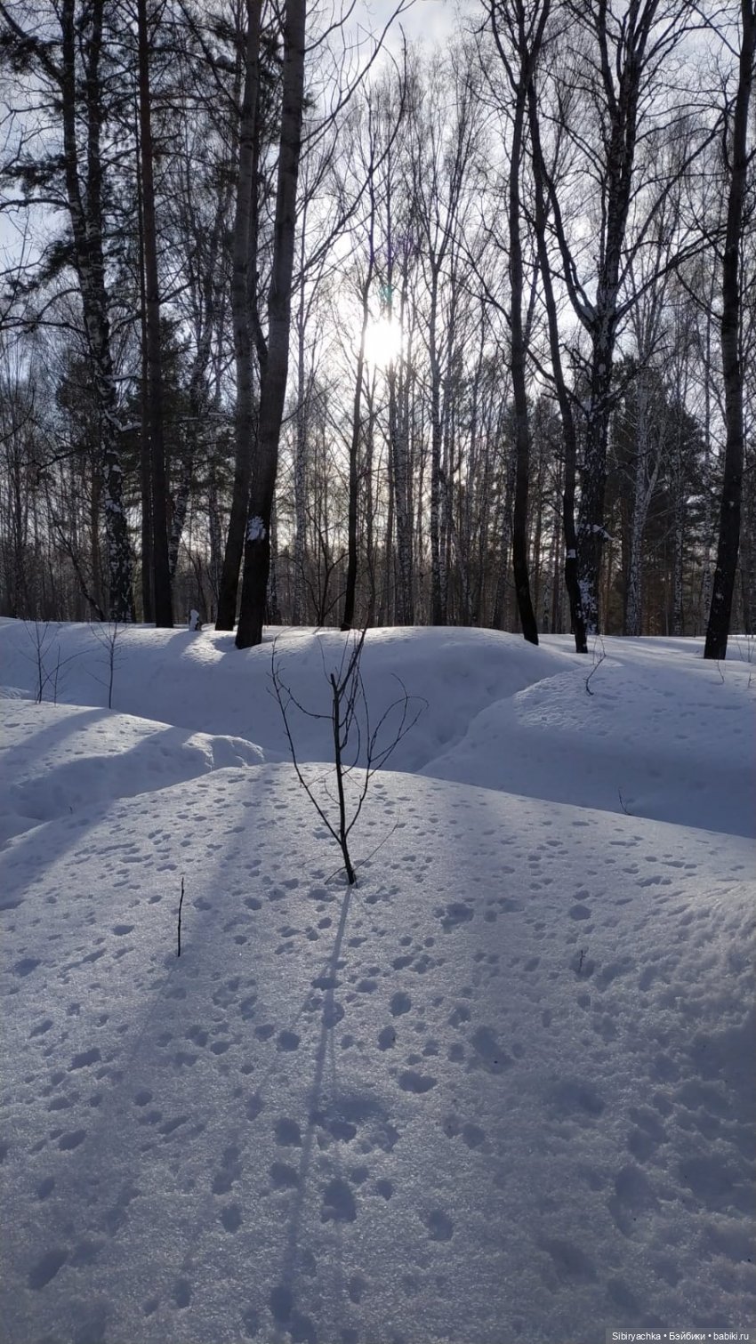 Прогулка Веты в сибирском лесу