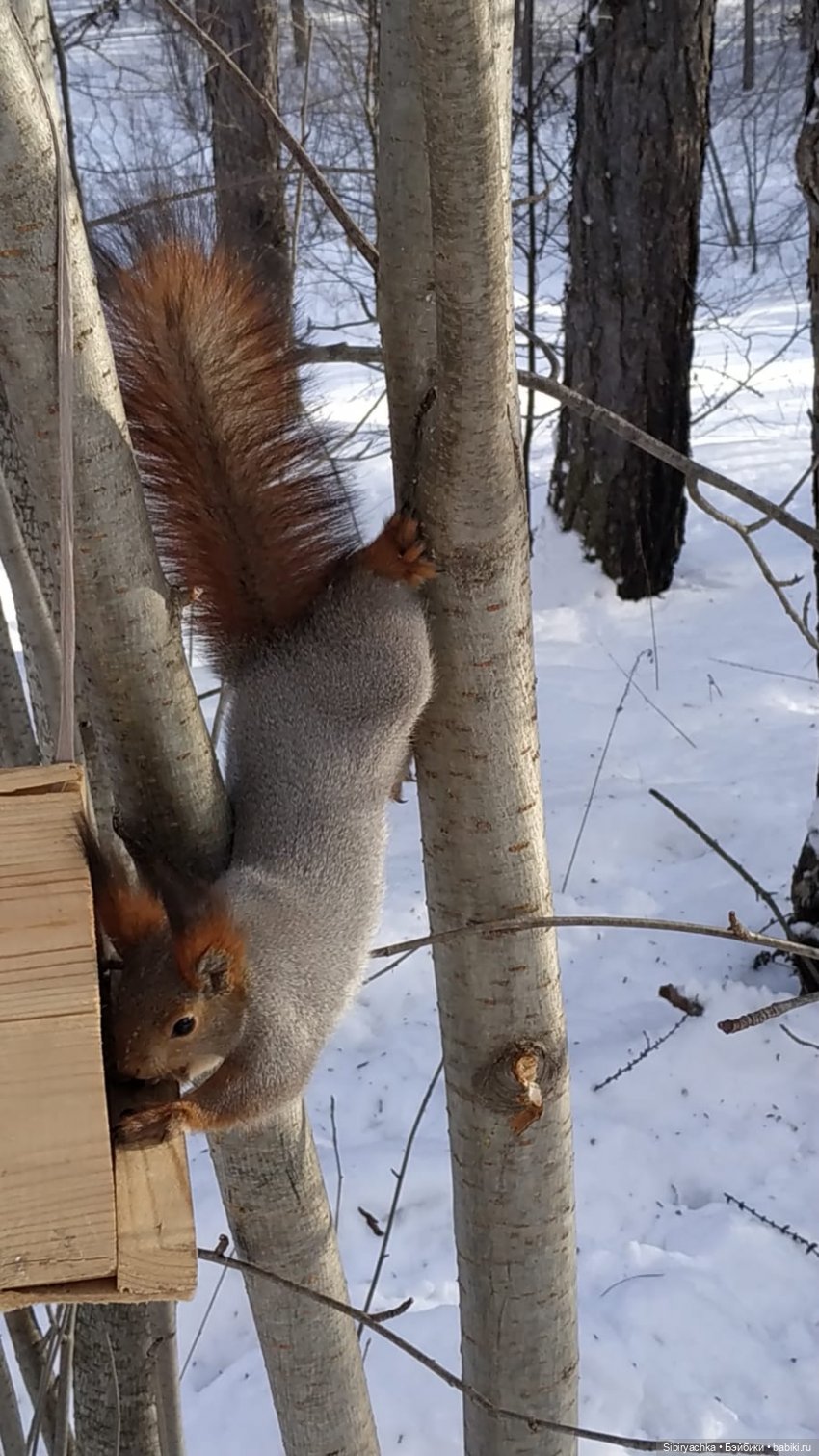 Прогулка Веты в сибирском лесу (фото 9)