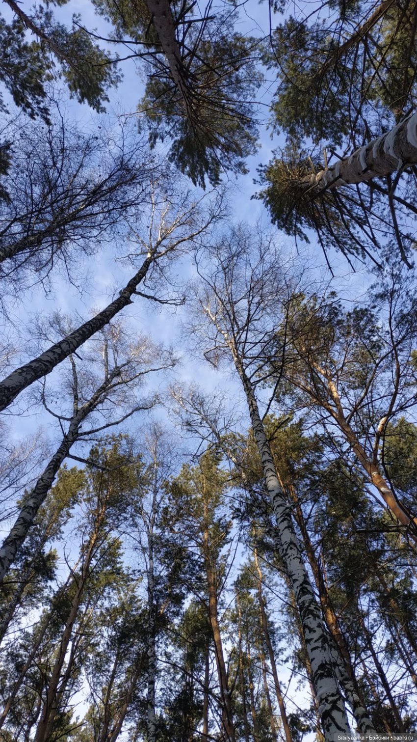 Прогулка Веты в сибирском лесу (фото 5)