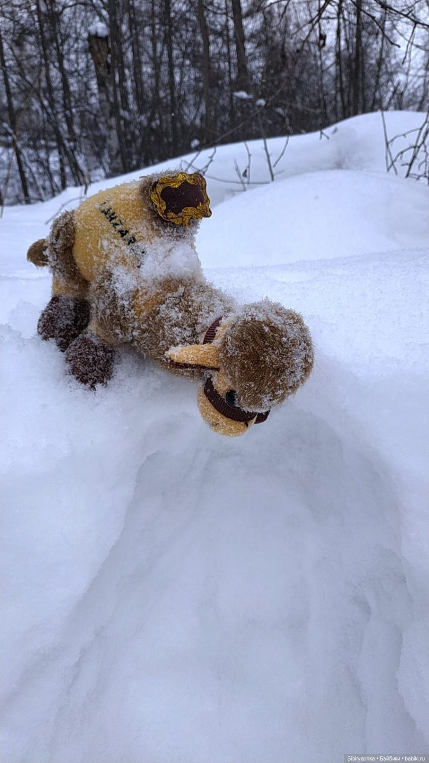 Воскресные приключения верблюжонка Тома
