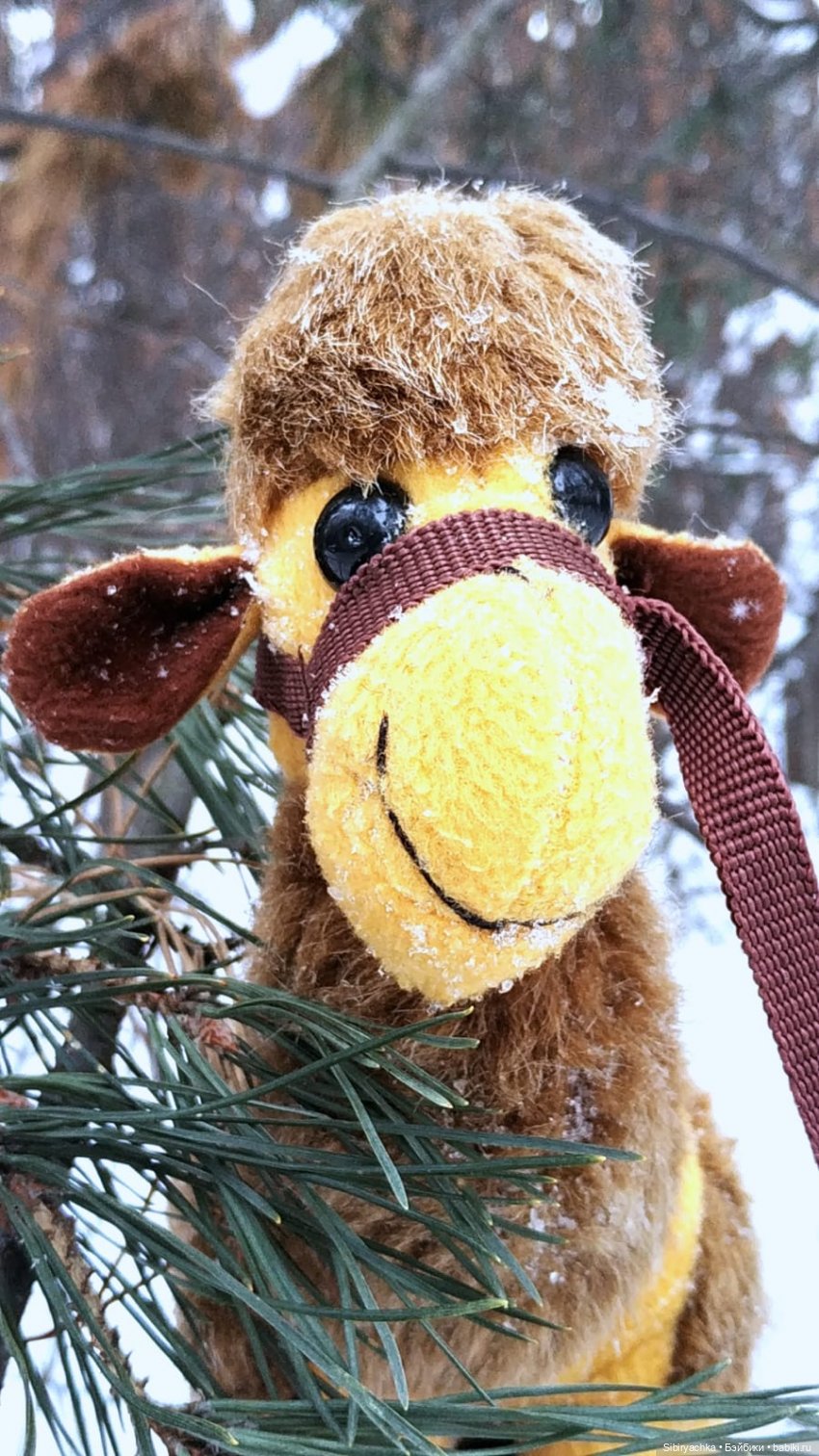 Воскресные приключения верблюжонка Тома