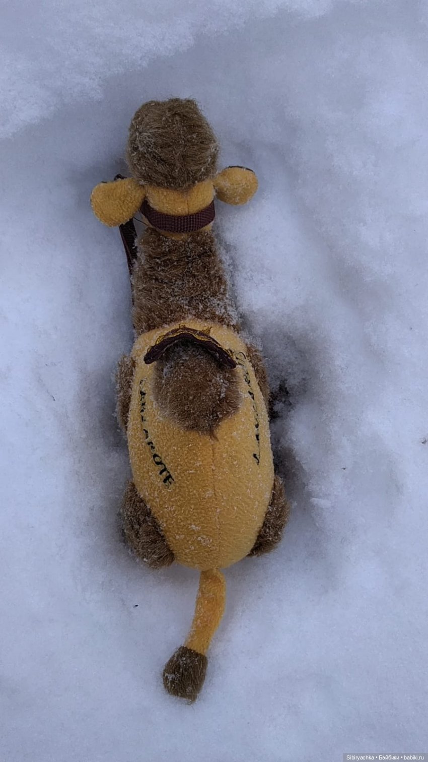 Воскресные приключения верблюжонка Тома