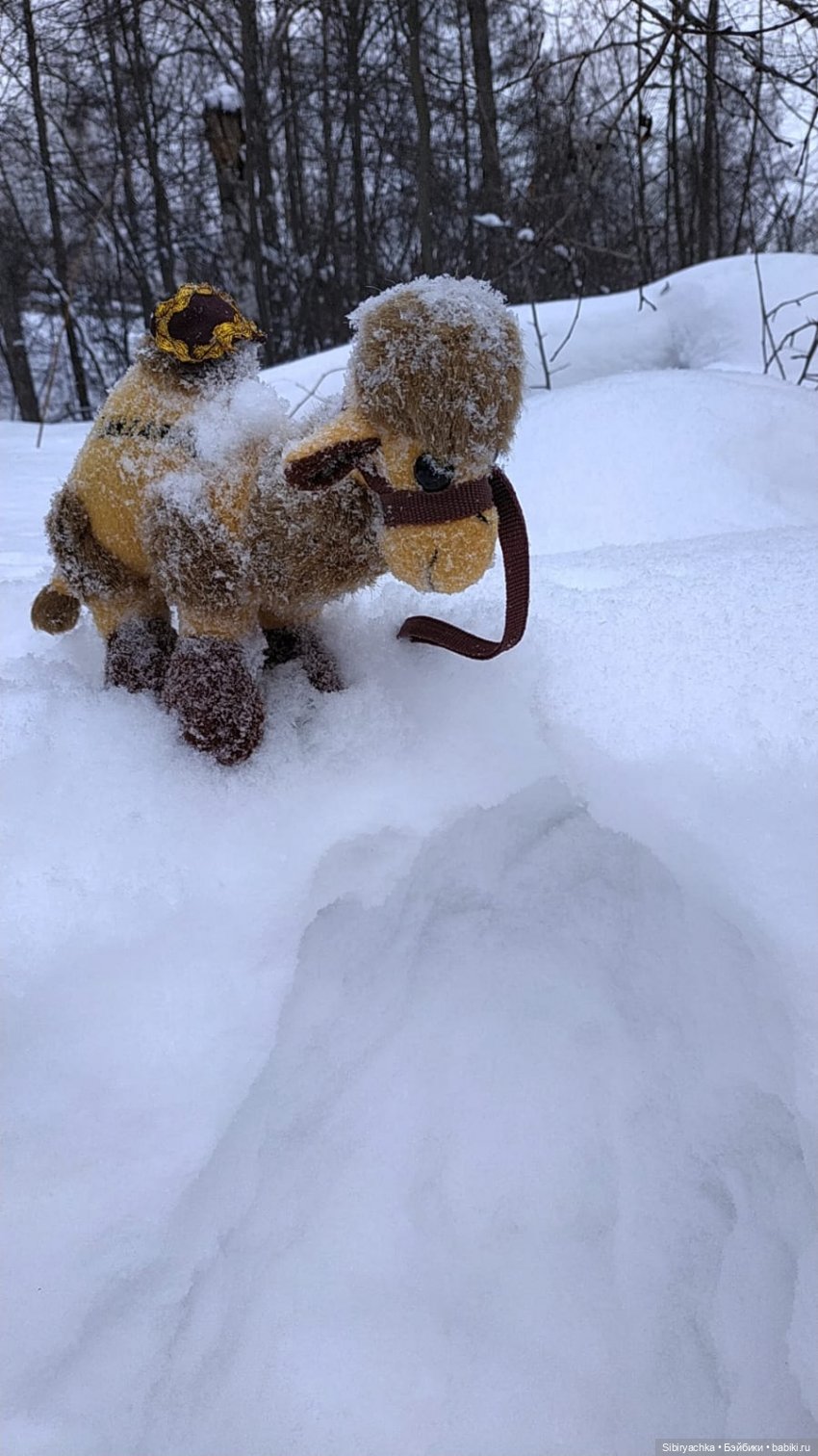Воскресные приключения верблюжонка Тома