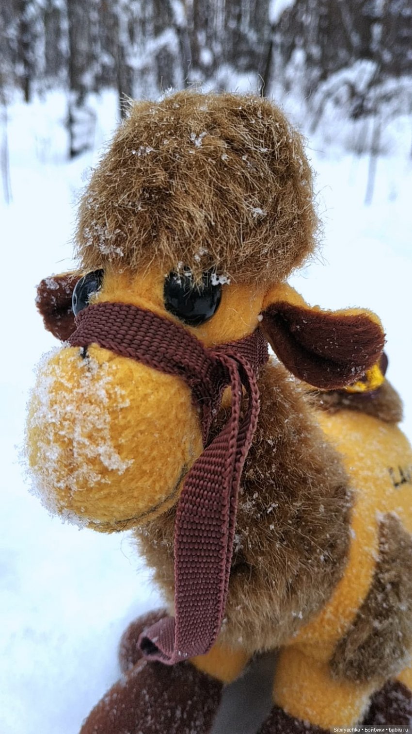 Воскресные приключения верблюжонка Тома