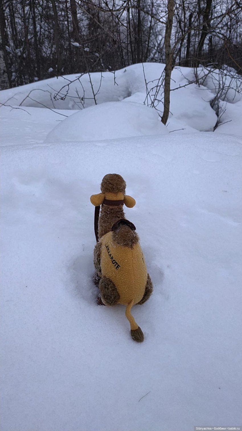 Воскресные приключения верблюжонка Тома