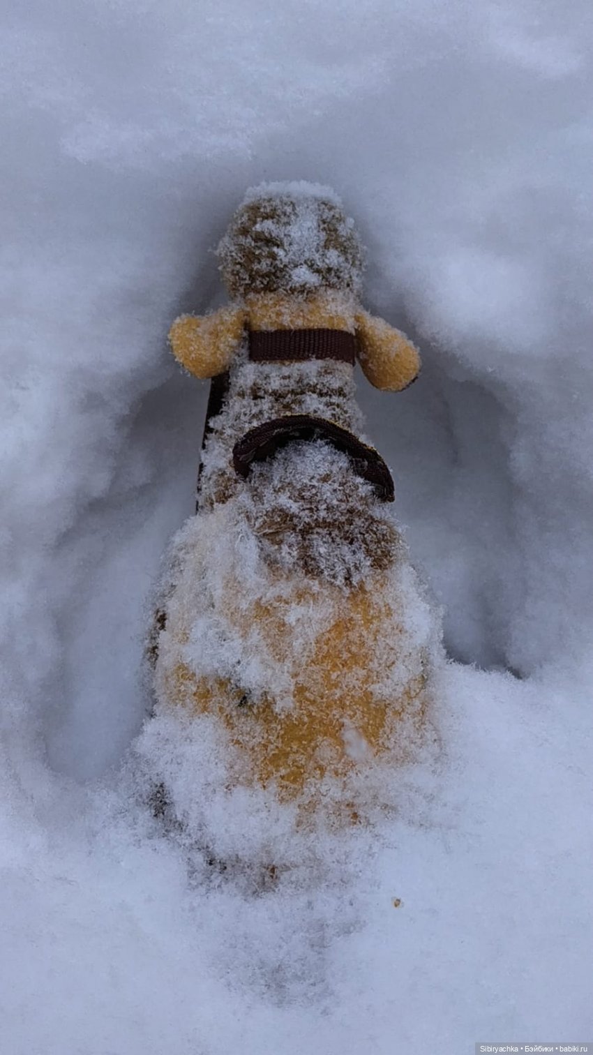 Воскресные приключения верблюжонка Тома