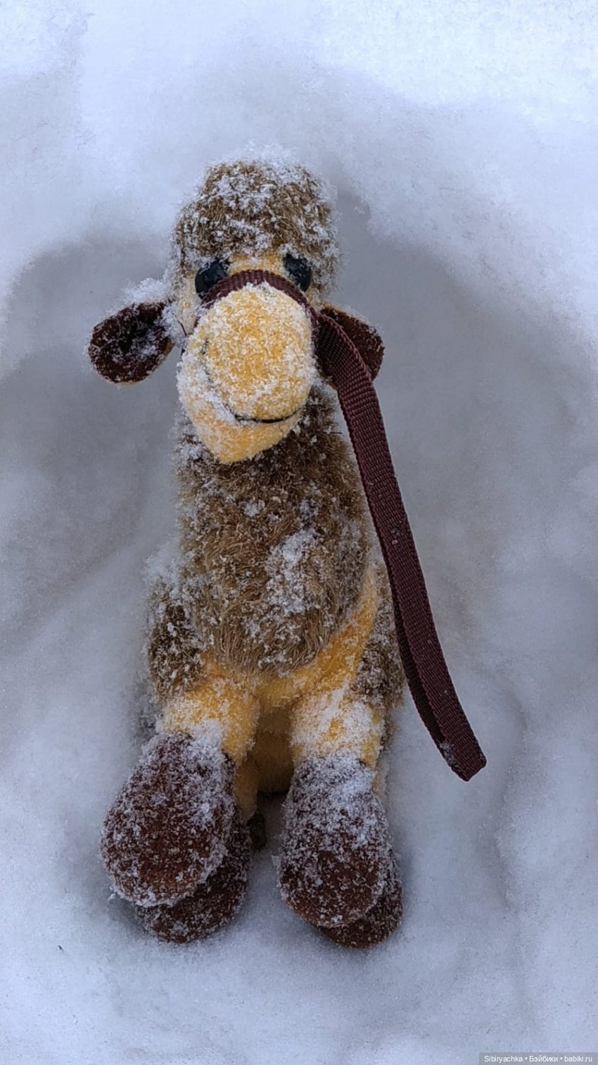 Воскресные приключения верблюжонка Тома