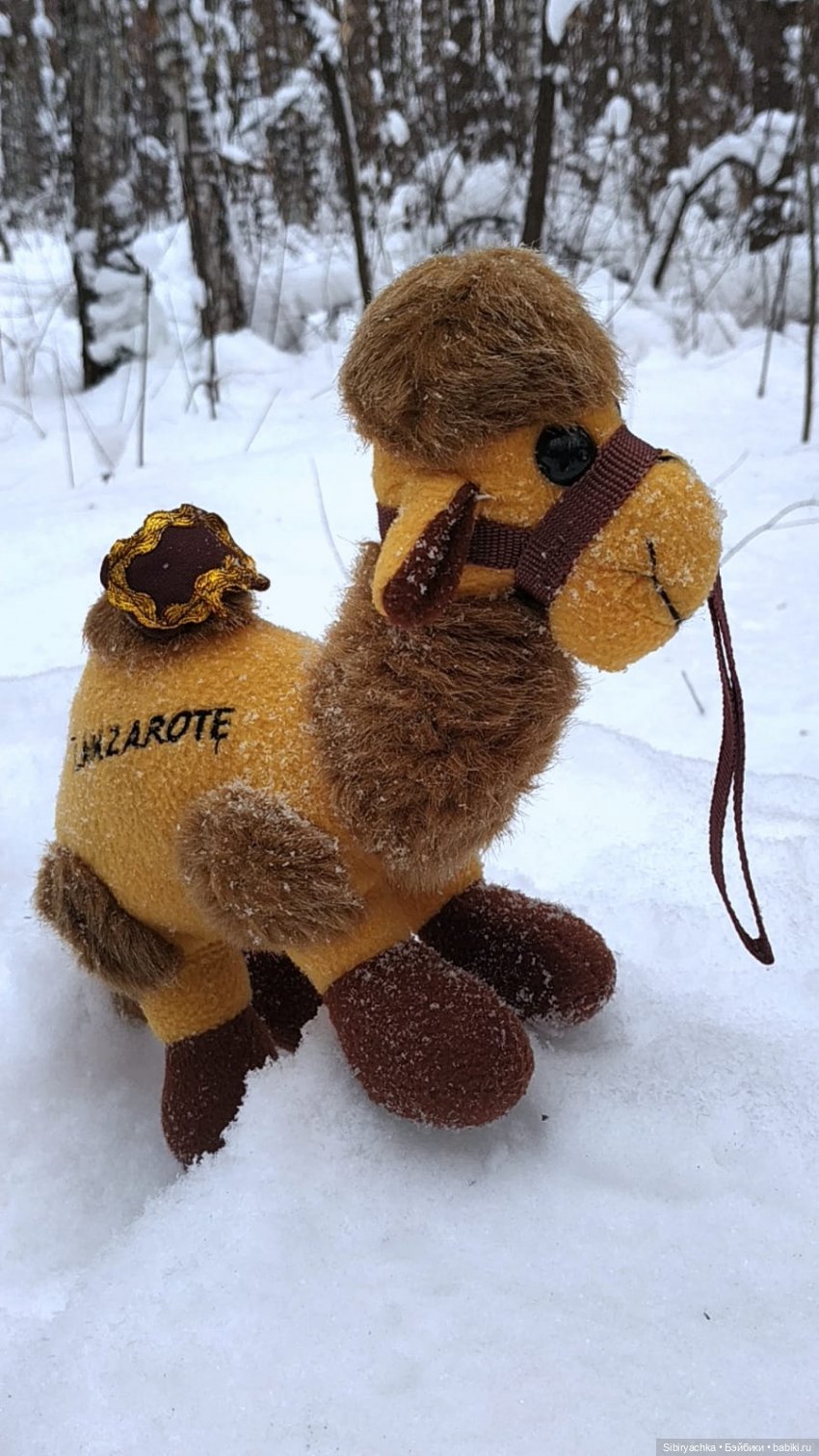 Воскресные приключения верблюжонка Тома (фото 9)