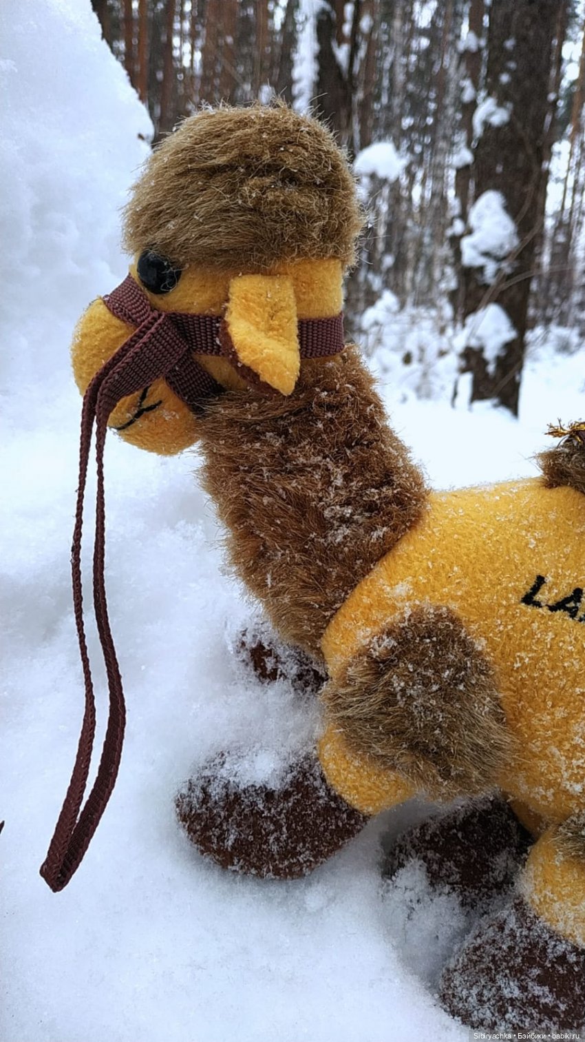 Воскресные приключения верблюжонка Тома