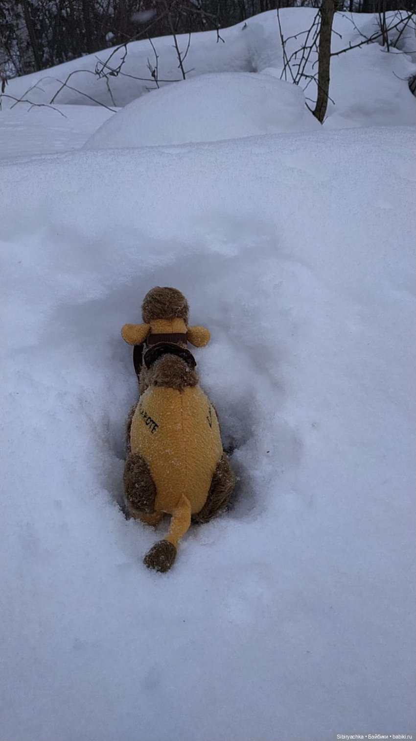 Воскресные приключения верблюжонка Тома