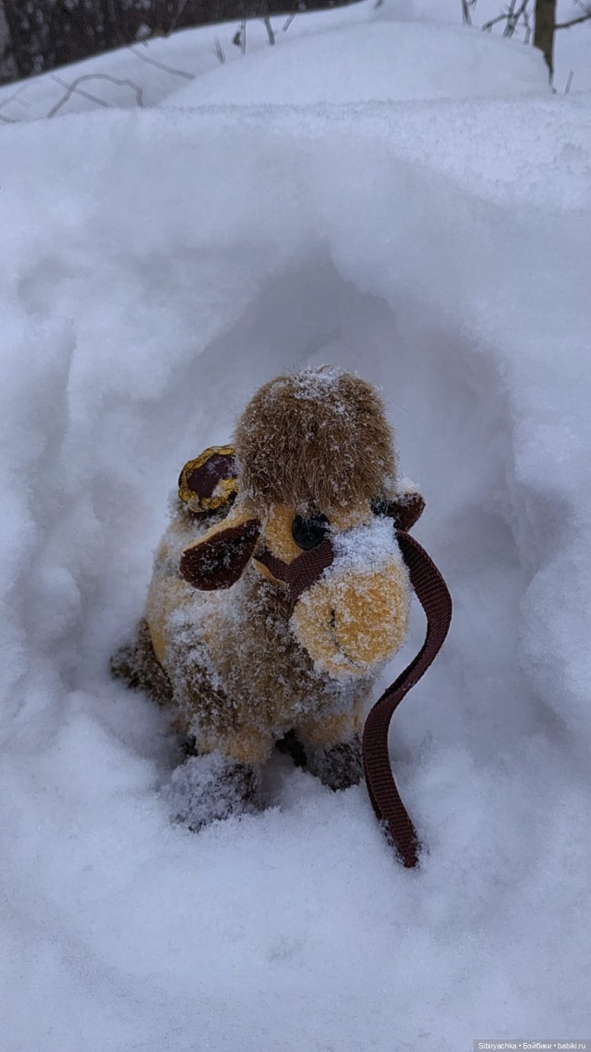 Воскресные приключения верблюжонка Тома