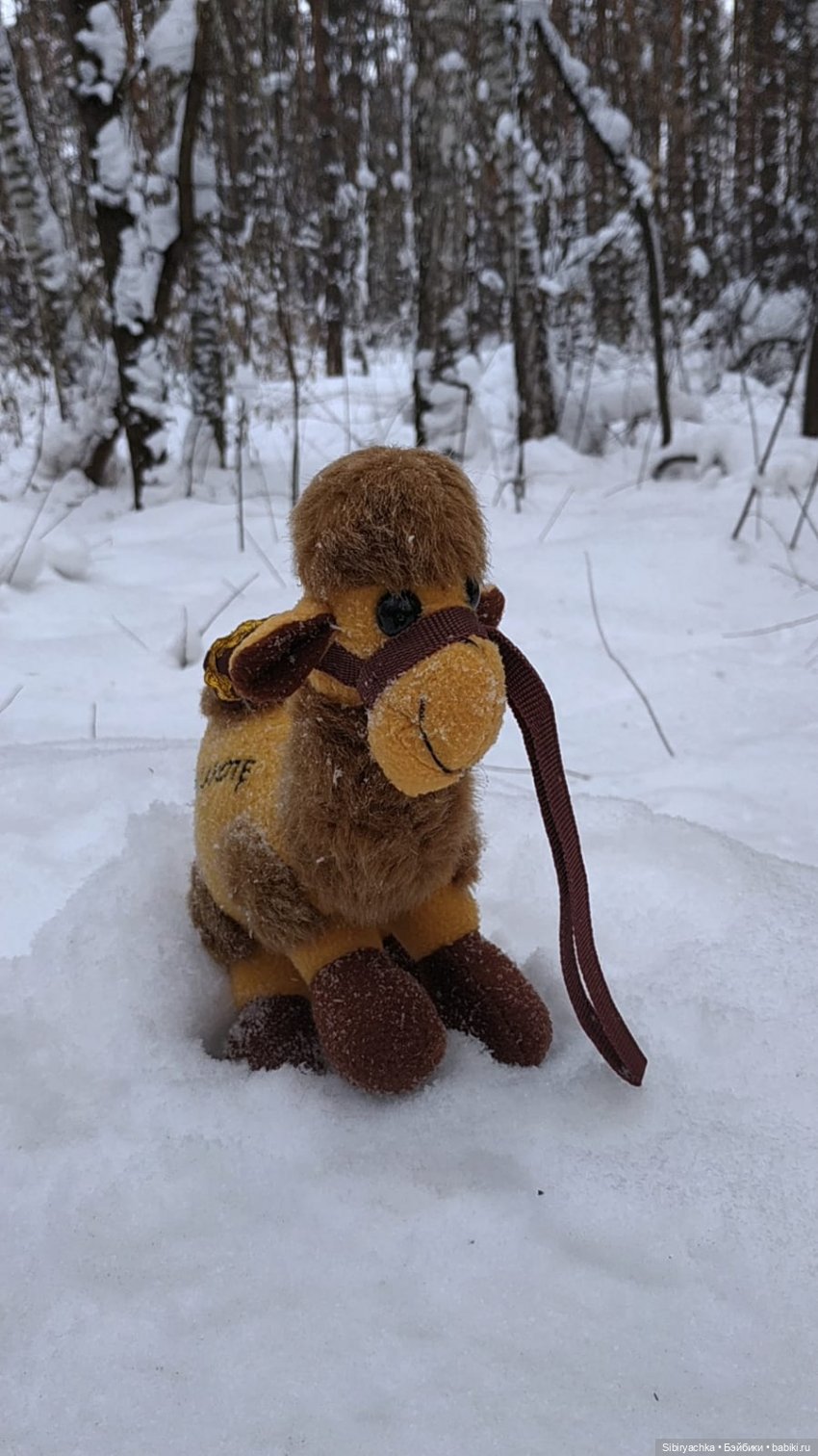 Воскресные приключения верблюжонка Тома (фото 6)