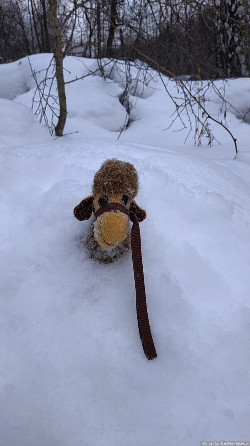 Воскресные приключения верблюжонка Тома