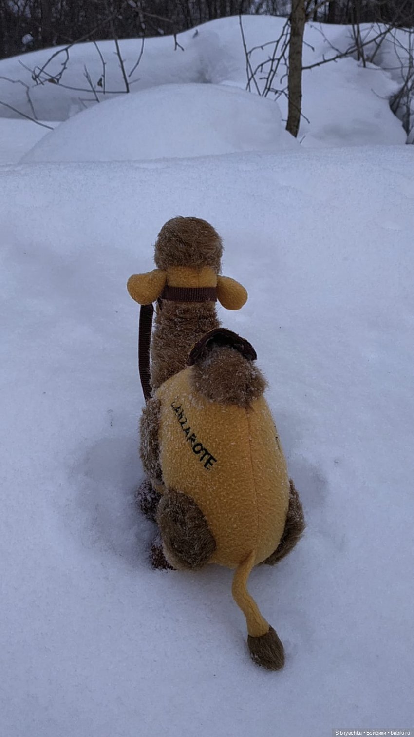 Воскресные приключения верблюжонка Тома