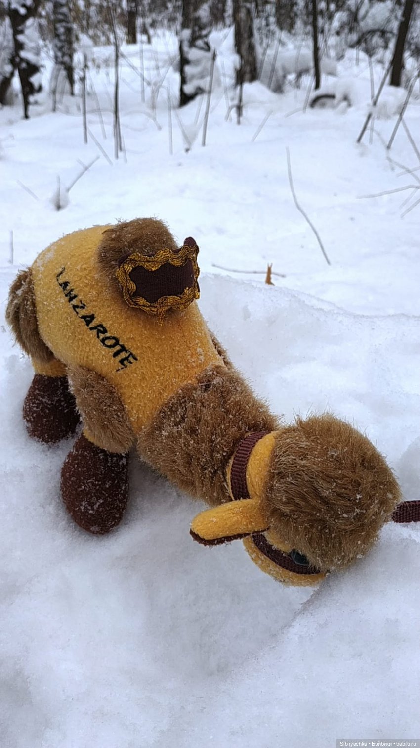 Воскресные приключения верблюжонка Тома (фото 8)