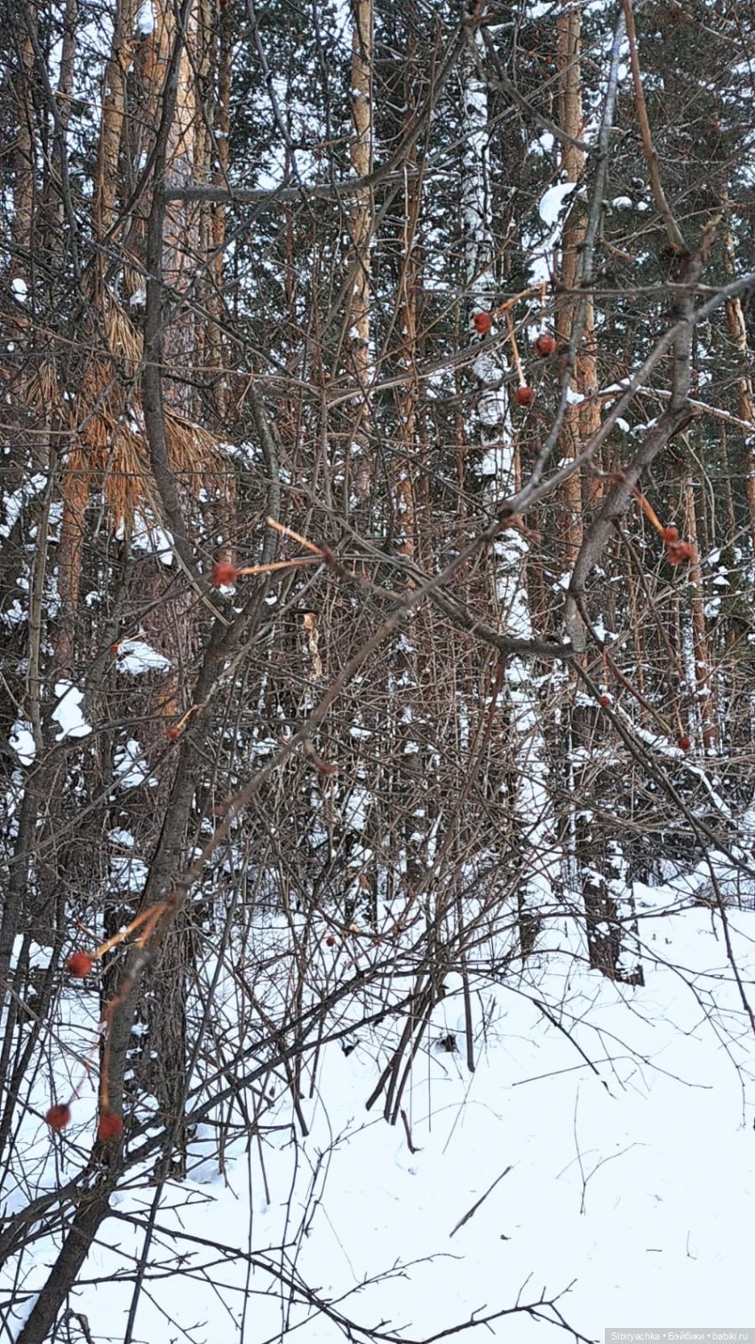 Воскресные приключения верблюжонка Тома