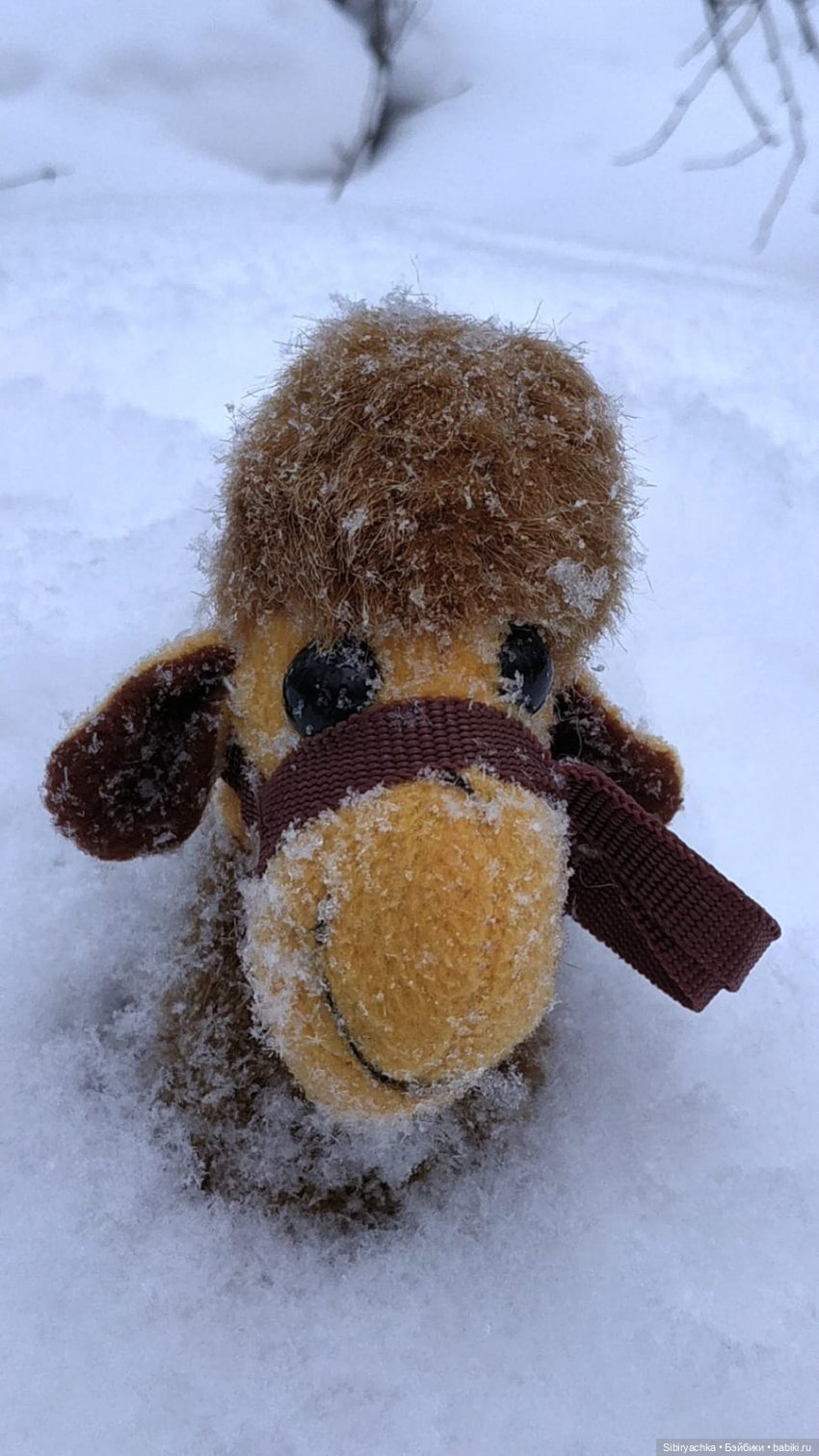 Воскресные приключения верблюжонка Тома