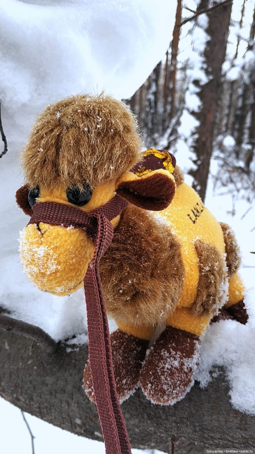 Воскресные приключения верблюжонка Тома (фото 4)