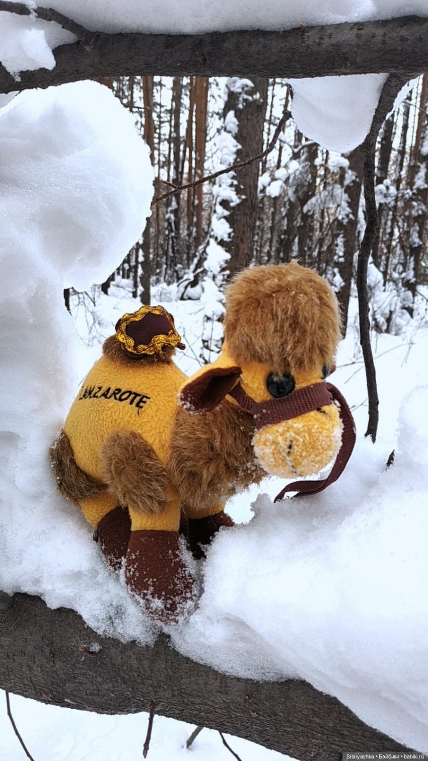Воскресные приключения верблюжонка Тома