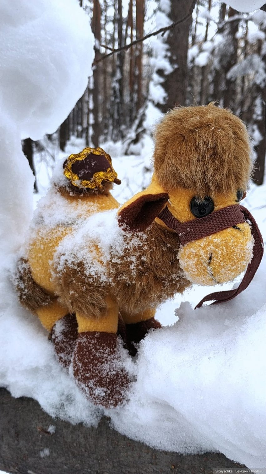 Воскресные приключения верблюжонка Тома (фото 5)
