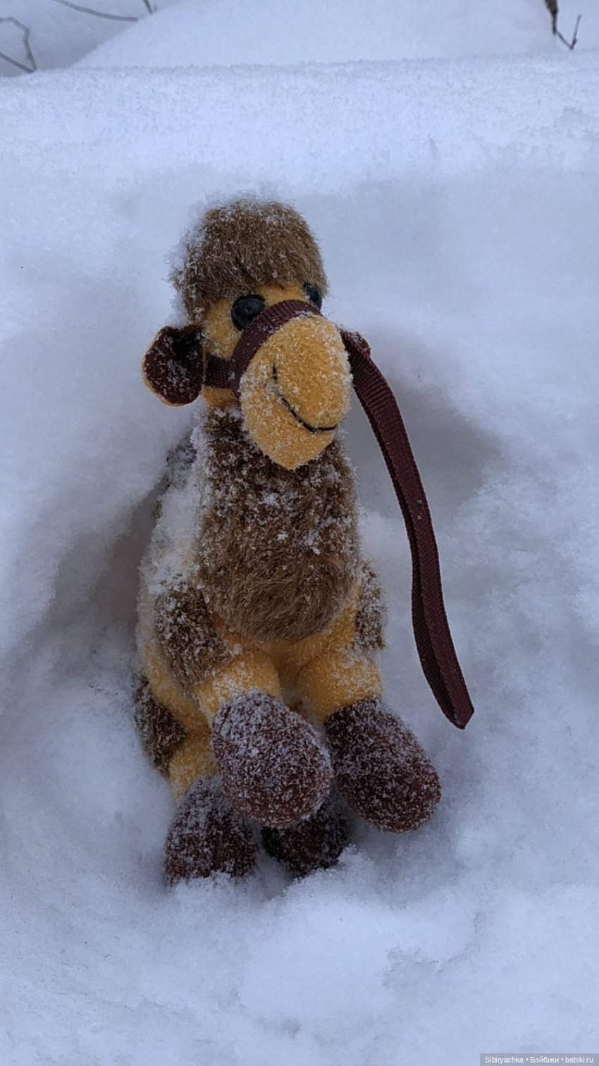 Воскресные приключения верблюжонка Тома